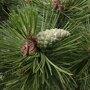 Pinus nigra 'Nigra'